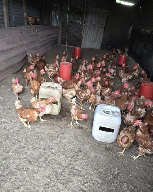 Gallinas ponedoras alrededor de los comederos en el galpón
